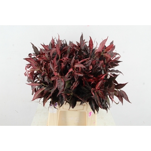 LEUCOTHOE ROOD KLEURBEHANDELD 050CM
