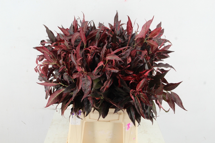 <h4>LEUCOTHOE ROOD KLEURBEHANDELD 050CM</h4>