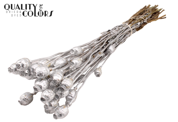 Papaver per bunch Silver