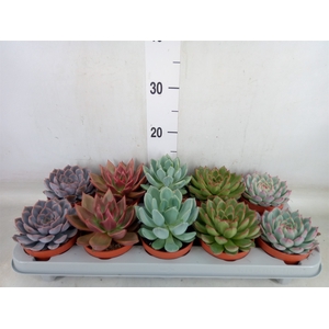 Echeveria   ...mix