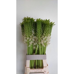EUCOMIS OV