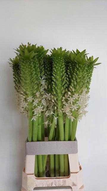 <h4>EUCOMIS OV</h4>