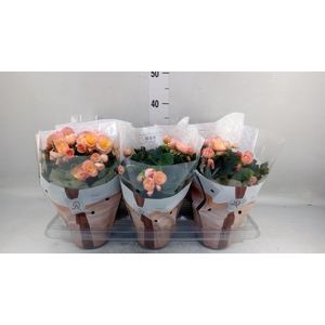 Begonia elat. DU 'Hailey Sunset'