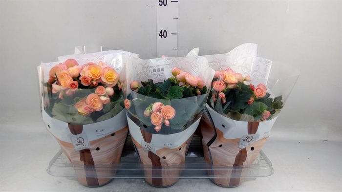 <h4>Begonia elat. DU 'Hailey Sunset'</h4>