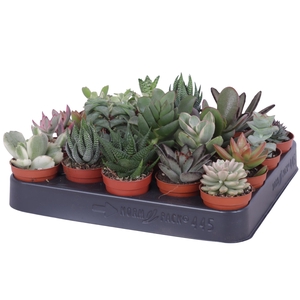 Succulenten mix 5,5 cm