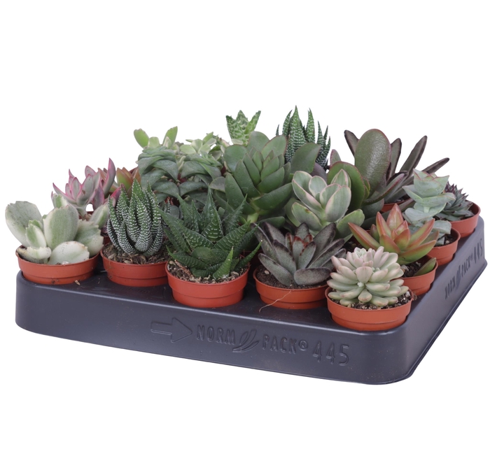 <h4>Succulenten mix 5,5 cm</h4>