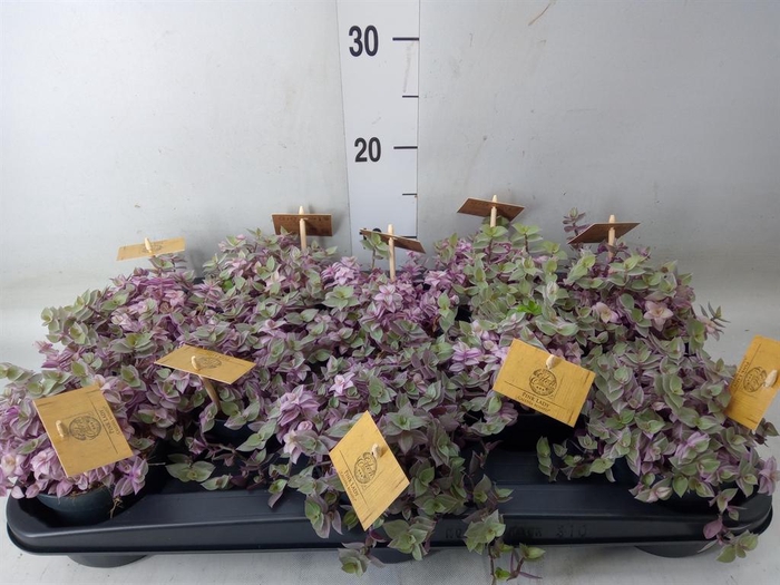 <h4>Callisia   ...</h4>