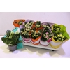 arr8 Kalanchoe Double Deluxe Mix