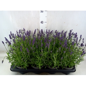 Lavandula angus. 'Lavance Purple'