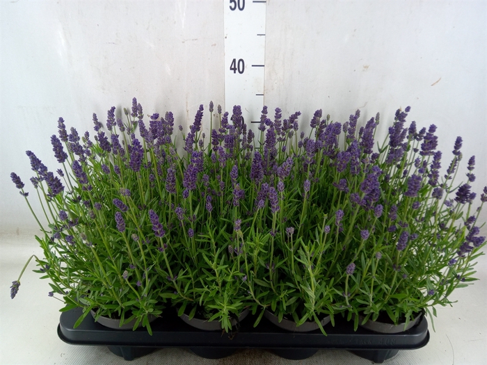 <h4>Lavandula angus. 'Lavance Purple'</h4>