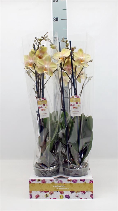 <h4>Phalaenopsis   ...</h4>