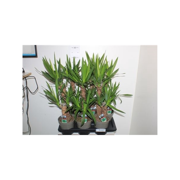 <h4>Yucca 45-20 Cm</h4>