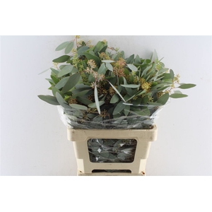 Euca Populus Berry 200 Gram