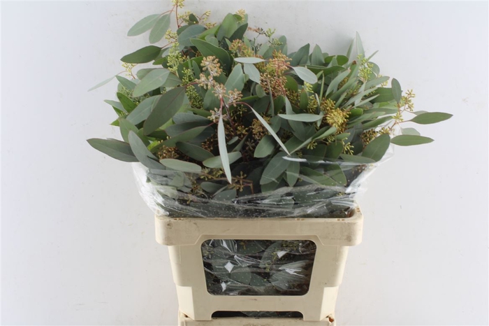 <h4>Euca Populus Berry 200 Gram</h4>