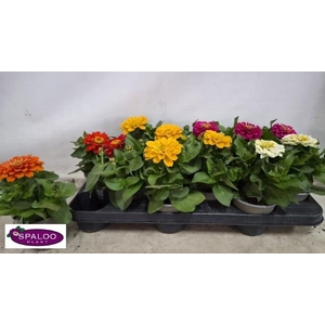 ZINNIA GEM