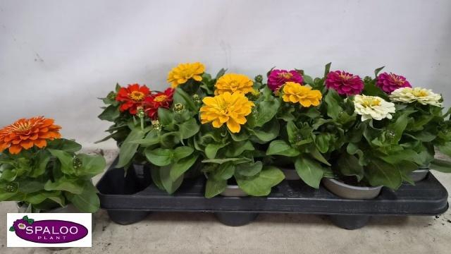 <h4>ZINNIA GEM</h4>