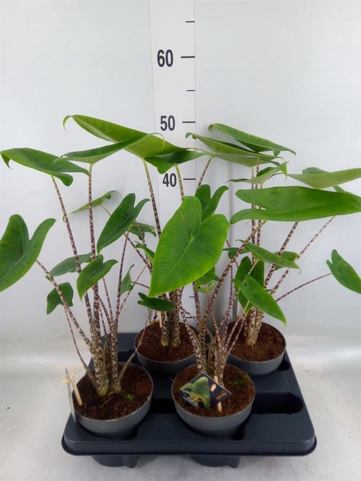<h4>Alocasia zebrina</h4>