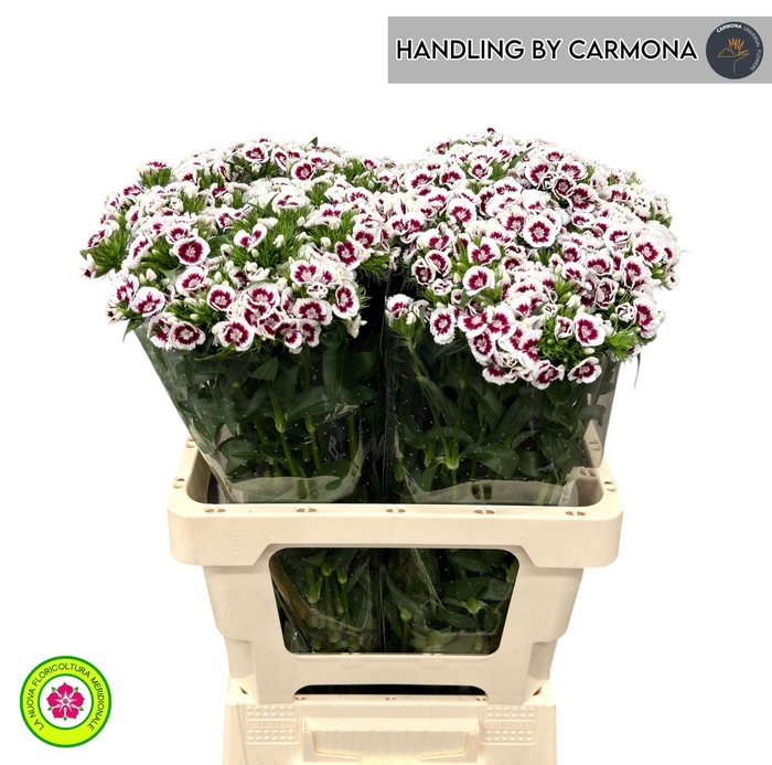 <h4>DI BARB KING BRE</h4>