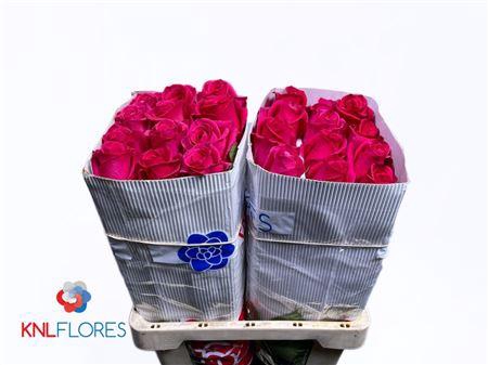 <h4>R Gr Pink Floyd!</h4>