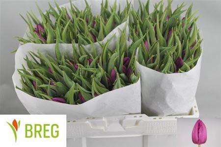 <h4>Tu En Purple Prince</h4>