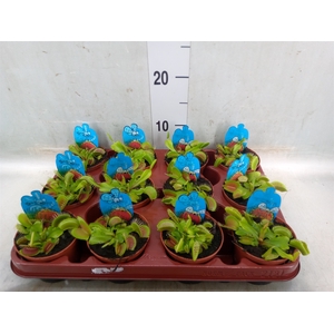 Dionaea muscipula