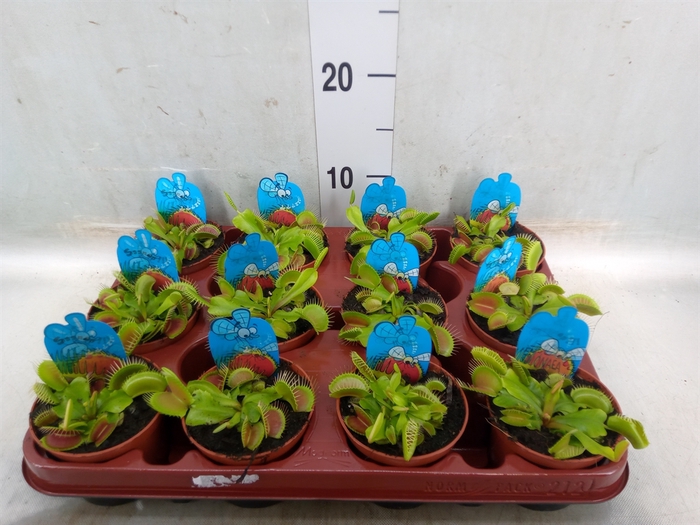 <h4>Dionaea muscipula</h4>