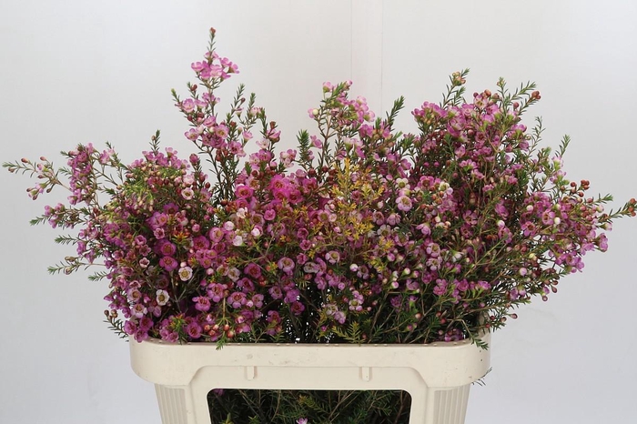 <h4>Chamelaucium Adi</h4>