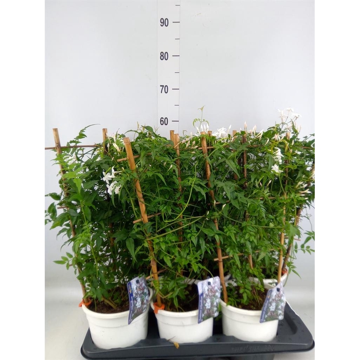 <h4>Jasminum polyanthum</h4>