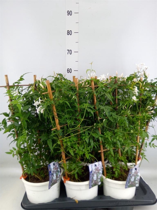 <h4>Jasminum polyanthum</h4>