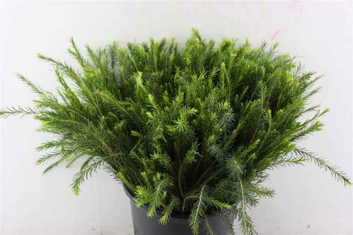 <h4>Melaleuca 55cm Per Tak</h4>