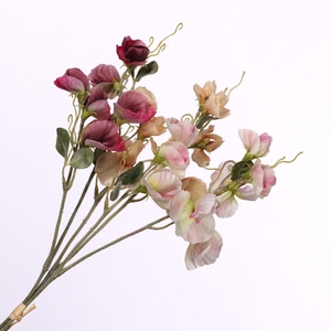 Lathyrus Bundle Pink Peach BK770002PEA