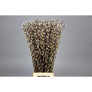 SALIX CA SNOW FLAKE