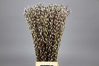 <h4>SALIX CA SNOW FLAKE</h4>