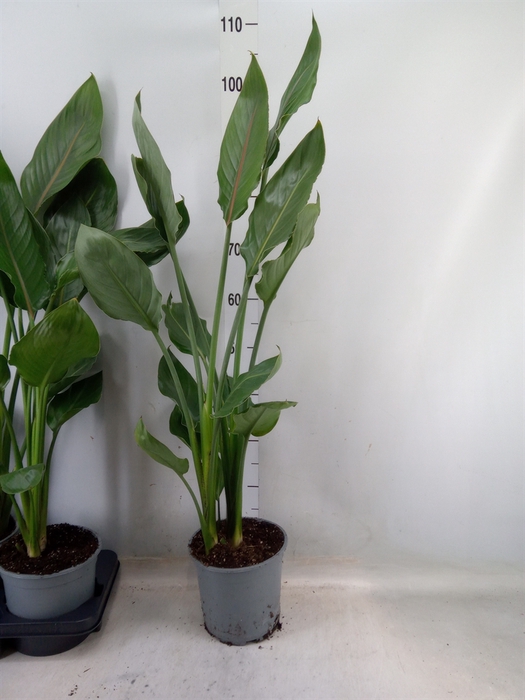 <h4>Strelitzia reg.</h4>