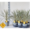 Cord Aus Variegat
