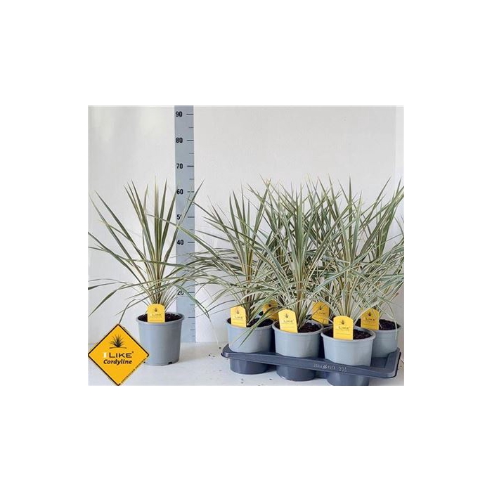 <h4>Cord Aus Variegat</h4>