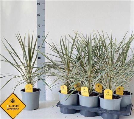 Cord Aus Variegat