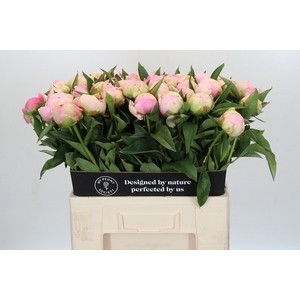 Paeonia Pink Giant