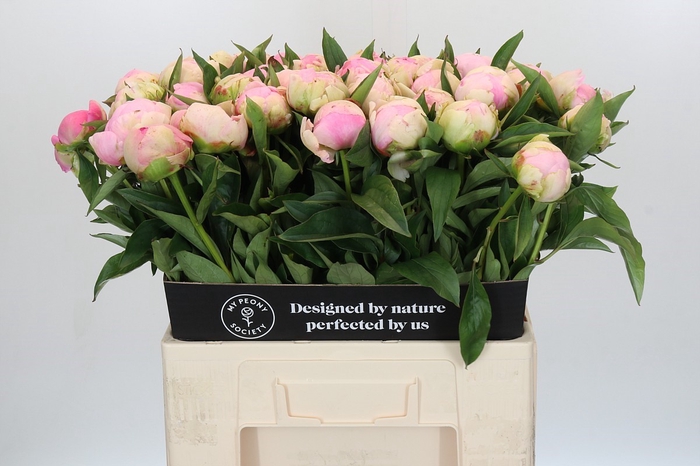 <h4>Paeonia Pink Giant</h4>