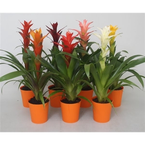 Guzmania mix in oranje kunststof pot