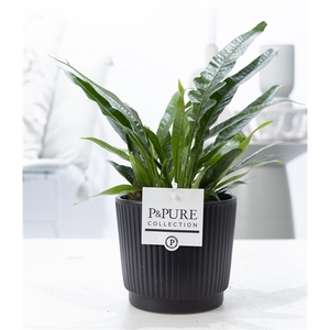 Aglaomorpha Jim in P&PURE Liv ceramics matt black