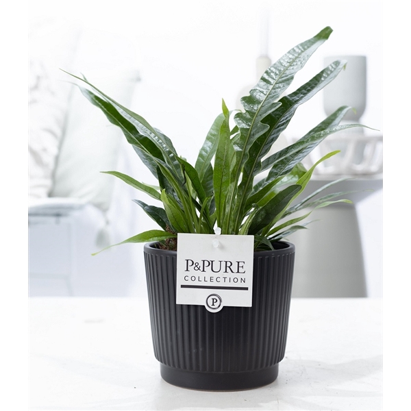 <h4>Aglaomorpha Jim in P&PURE Liv ceramics matt black</h4>