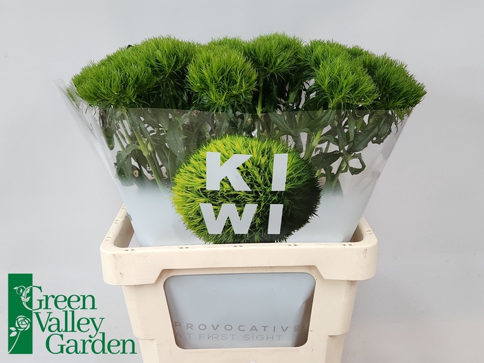 <h4>DI BARB KIWI MELLOW</h4>