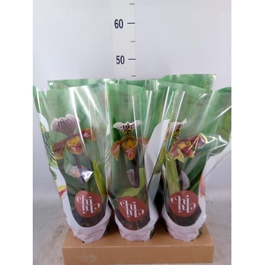 Paphiopedilum  'Amerikaanse hybrid'