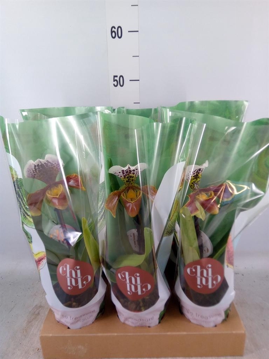 <h4>Paphiopedilum 'Amerikaanse hybrid'</h4>