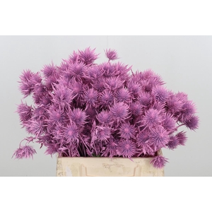 Eryn Supernova Kl Bh New Roze