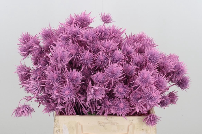 <h4>Eryn Supernova Kl Bh New Roze</h4>