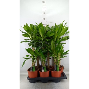 Dracaena frag. 'Steudneri'