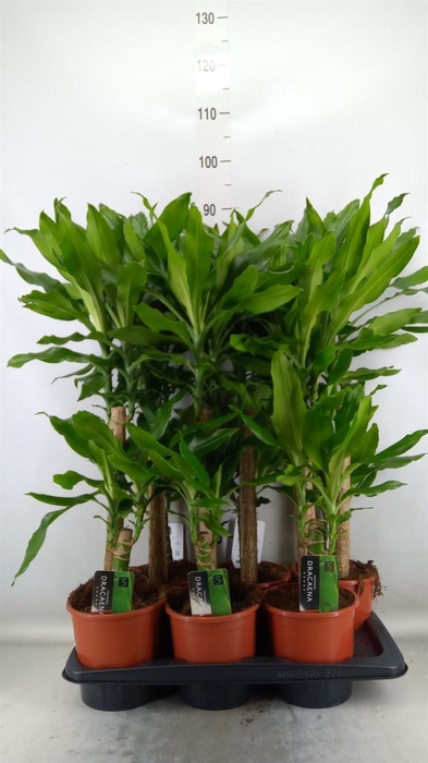 <h4>Dracaena frag. 'Steudneri'</h4>