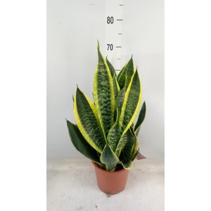 Sansevieria trifa. 'Laurentii'